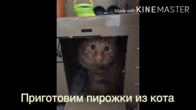 Сборник самых смешных фото моего домашнего Огнезвезда)