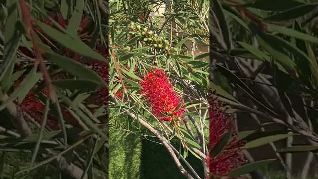 Fırça Çalısı, Kalistemon, Callistemon