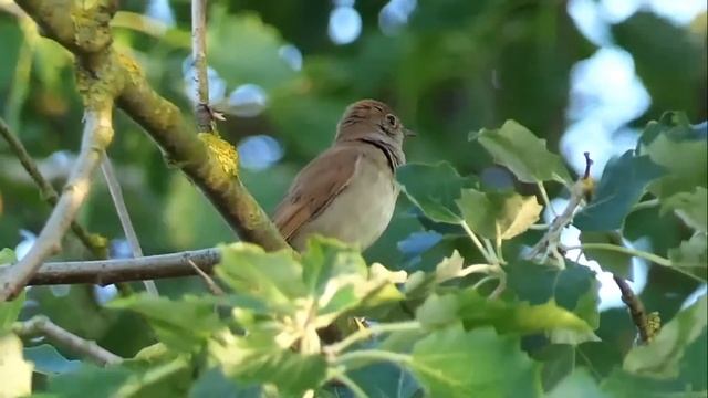 One Hour Relaxing Birdsong: the Nightingale.