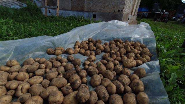 Картофель Венета и Ред Соня. Собираем урожай 2021.