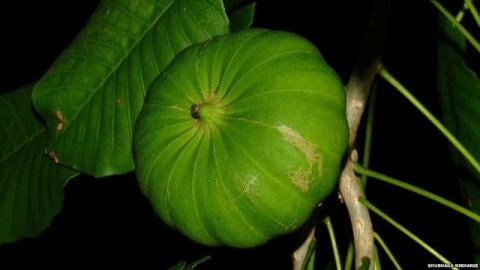 The Incredibly Strange Exploding Fruit Tree
