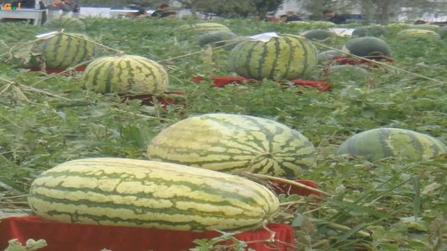 купить семена арбуза на алиэкспресс
