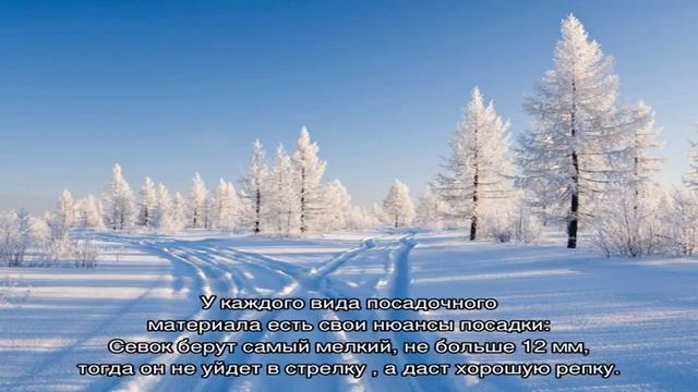 А как у соседей или Посадка лука на зиму в Беларуси
