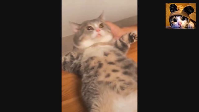 ПОДБОРКА ПРИКОЛОВ С КОТАМИ●КОШКИ ЭТО КОШКИ●СМЕШНОЕ ВИДЕО ПРО ЖИВОТНЫХ