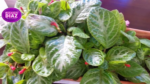 Agrega Esto A Tus Plantas Y Las Tendrás Contigo Toda La Vida, Pero No Lo Hagas Mucho