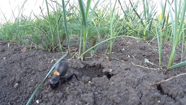 Как поет сверчок