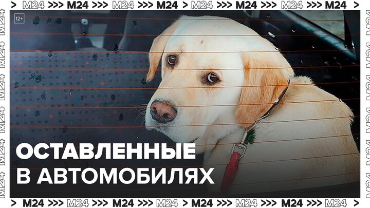 Инспекторы обнаружили в неправильно припаркованных машинах 13 животных с начала года - Москва 24