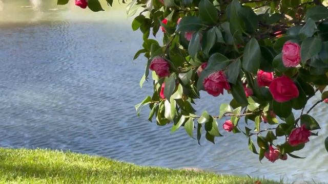 VIVERO ESPIRITUAL Camelia - Camellia