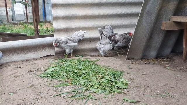 Сезон 2024 года. Порода курей Амераукана., несут голубое яйцо.  A breed of Ameraucana chickens.