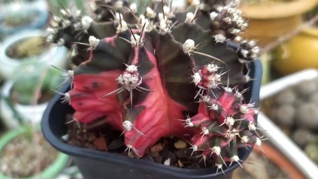 Gymnocalycium Mihanovichii Variegata Cactus Reviews - P3
