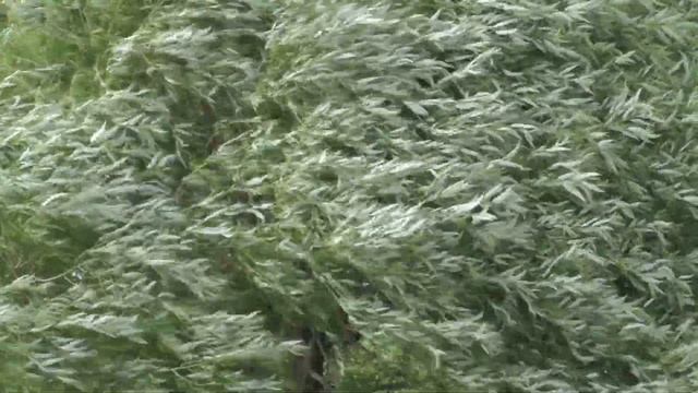 Чистые пруды застенчивые ивы как девчонки смолкли у воды...