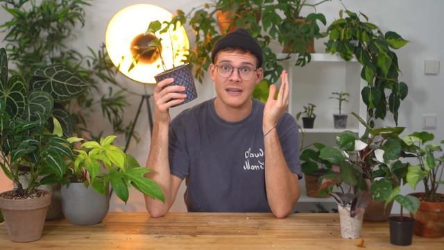 DAS MYSTERIUM UM SELTENE PFLANZEN - 15 seltene Zimmerpflanzen  | Joey's Jungle Plants