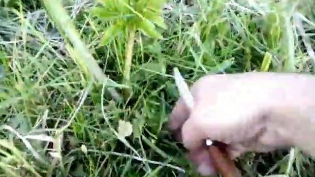Выживание в лесу. Пикан, пучка или борщевик?