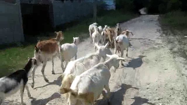 как мы с козами идём гулять