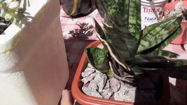 SEDUM BRASIL E OUTRAS PLANTINHAS