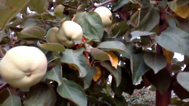 ВКУС ДЕТСТВА Плодоношение сорта яблони БЕЛЫЙ НАЛИВ.