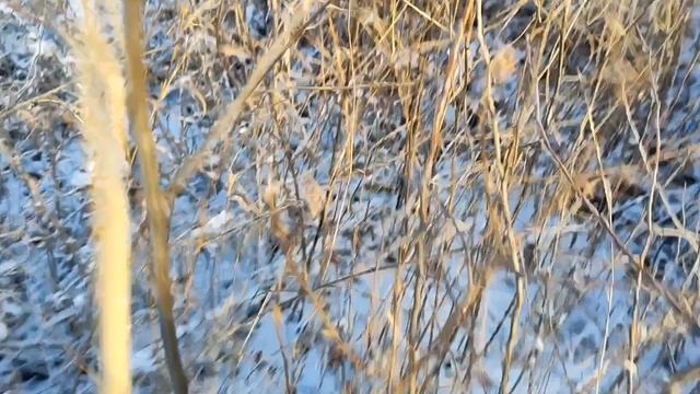 Курцхаар Пуля сама поймала фазана