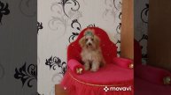 продам щенка пуделя, г. Одесса