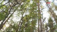 В Мордовии продлено ограничение на посещение лесов