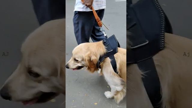 GOLDEN RETRIEVER CUTE 🥰 LOOKING ЗОЛОТИСТЫЙ РЕТРИВЕР МИЛЫЙ ВИД #fantasyvideos2030