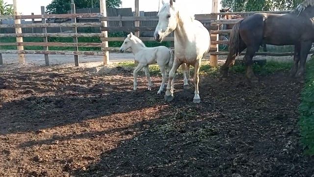к жеребцу пришла кобыла Ляля