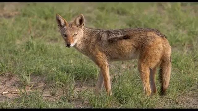 Книга джунглей