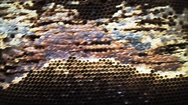 Пчелиная рама с сахарным сиропом, по весне !!!!!