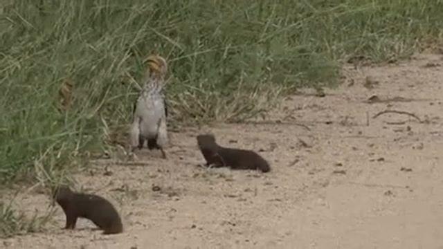 Животные очень умные сушества