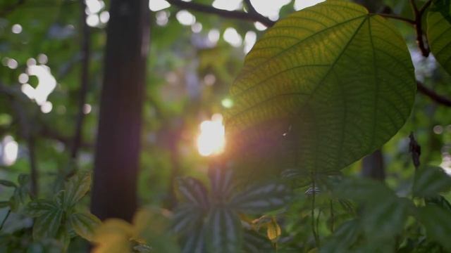 the best music for relaxation
