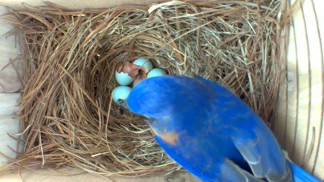 A Fascinating Look at Baby Bluebirds- Time-Lapse Video with Live Nest Box Cam