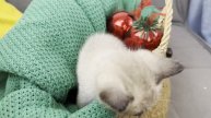 Тайский мальчик Nash Gamlet, сил-пойнт, 1 месяц 10 дней