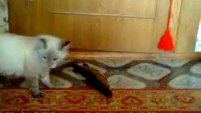 Мой котик-щукарь