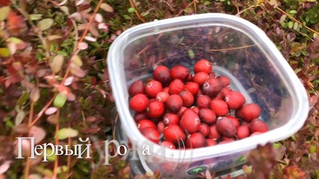 Клюква Пилигрим . Первый Урожай 