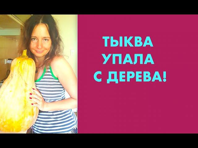 Невероятно! Тыква на Дереве Выросла и Захватила Бэкъярд...