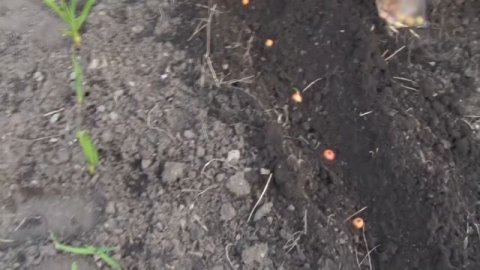 Посадка Лука-Севка Весной.