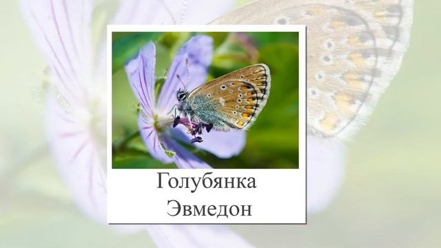 Бабочки. Презентация для детей. Развивающие карточки Домана для развития речи и обучения чтению.
