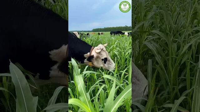 Часть коровушек и бычков вывели на "высокую траву" под названием Сорго - Сладкая Трава
