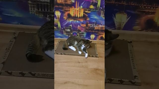 Котик очень доволен когтеточкой😻❤️