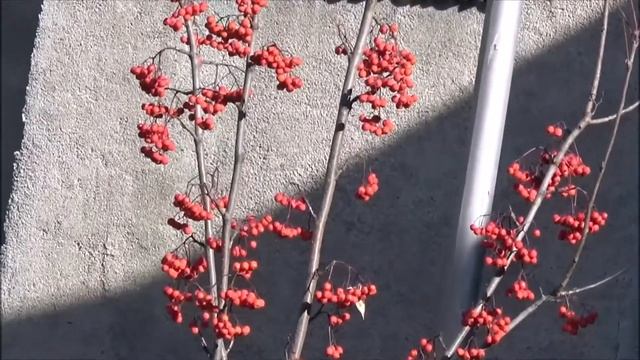Спасибо тебе осень за этот день погожий