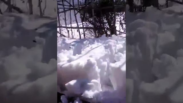 Пчелы пластиковый улей