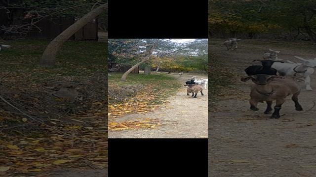 VID20231026101954.mp4