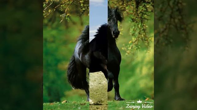 Чёрные лошади