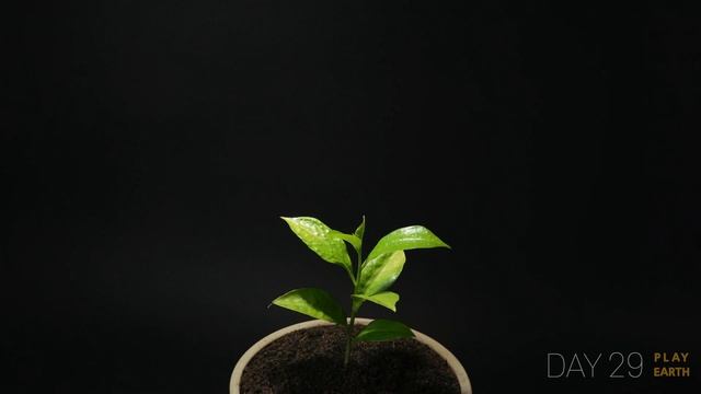 Growing Baobab TreeAdansonia digitata From Seed - 76 days Time Lapse