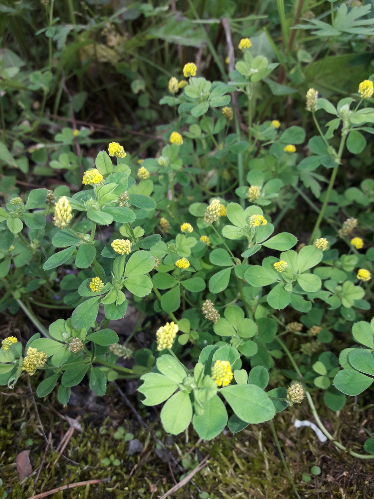 173. Люцерна хмелевидная - Medicago lupulina