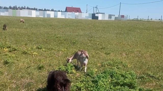 моё хозяйство/звери едят траву/детёныши