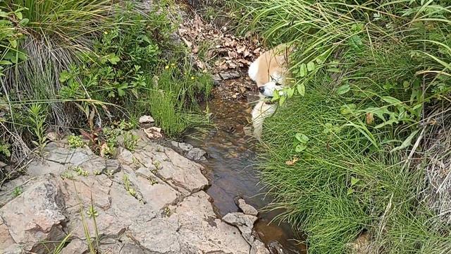 Akita Inu Rocky in creek