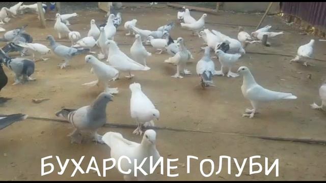БУХАРСКИЕ ГОЛУБИ ОТ ФАЗЛИДДИНА 20.01.2022г tauben pigeons