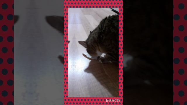 Кошка-Муся《СУЕТА》???