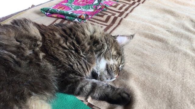 Какие сны снятся коше