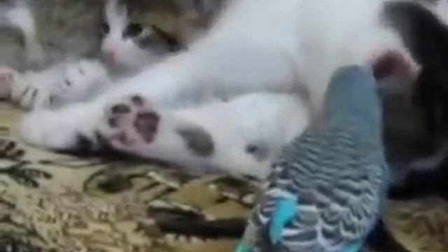 Три котенка и попугай!